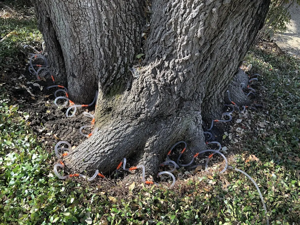 Detailed Tree Cabling and Bracing job site in Irvine