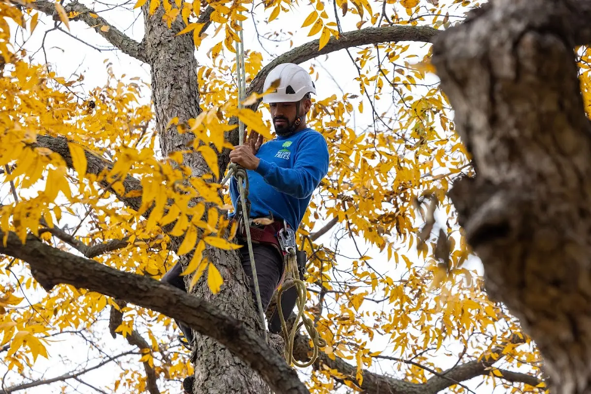 Skilled Tree Pruning crew working in Irvine