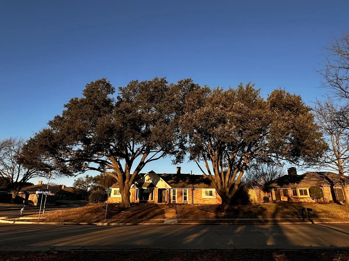 Established residential canopy tree shading a home in Irvine